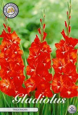Artikelbild 2 von 'Gladiole Traderhorn (10 Stück)' aus der Kategorie Gladiolenzwiebeln