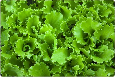 Produktbild von Küchenmatte 60x90 cm Vinylmatte Bodenmatte Dekoration - Grüne Salatblätter