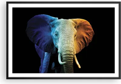 Produktbild von Gerahmtes Poster - Schwarzer Rahmen - Bunt Elefant Fotografie - 91,5x61 cm - Wand Bild - Wanddeko - Wandbilder - Kunstposter - Wandposter - Bilderrahmen - Bilder - Kunstdruck - P2BAA91x61-4768