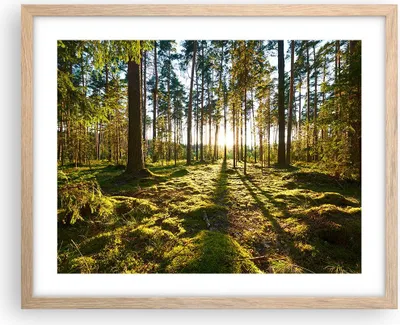 Produktbild von Gerahmtes Poster - Rahmen in heller Eiche - Wald Baum Natur - 50x40 cm - Wand Bild - Wanddeko - Wandbilder - Kunstposter - Wandposter - Bilderrahmen - Bilder - Kunstdruck - Wandbild - P2NAA50x40-3724