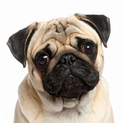 Produktbild von Duftbaum Mops Beige