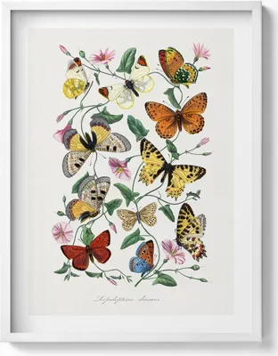 Produktbild von Altes Schmetterlingsposter– Wandbild mit Rahmen – Gerahmtes Bild  – Wanddekoration – 60x80 cm –  Weiß Rahmen