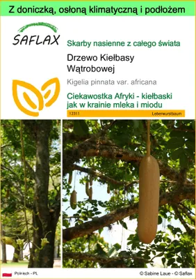Zdjęcie produktu dla SAFLAX - Garden to go - Drzewo Kiełbasy Wątrobowej - 10 Nasiona - Z doniczką, pokrywą klimatyczną i podłożem do uprawy - Kigelia pinnata var. africana