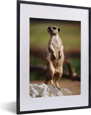 Produktbild von MuchoWow® MuchoWow® Gerahmtes Poster Erdmännchen - Tier - Spiel 30x40 cm - Poster mit zchwarzem Bilderrahmen - Wandposter Schlafzimmer