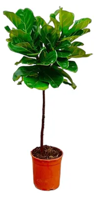 Immagine prodotto di Ficus Lyrata su stelo - 115-130cm - Ø24cm - Pianta d'appartamento - Sempreverde