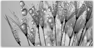 Produktbild von Glasbilder 120x60 Wandbild Druck auf Glas Pusteblume Pflanzen