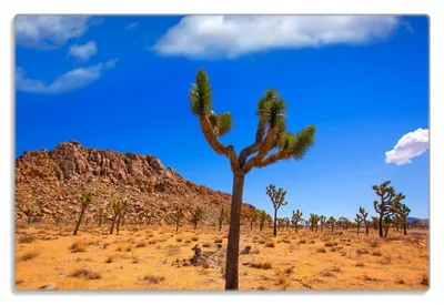 Produktbild von Wallario Frühstücksbrettchen aus Glas 20 x 30 cm mit rutschfesten Füßen, Motiv Palmlilie im Nationalpark Yucca Valley  Wüstenlandschaft
