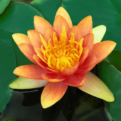 Produktbild von Lawana Seerose Nymphaea Sioux Orange - in Kokosfasern vorgewachsene Seerose