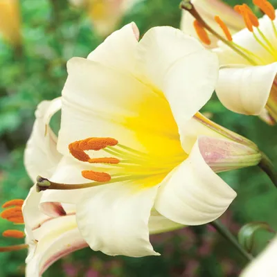 Immagine prodotto di Gigli Bulbi da fiore Fiori Giglio trombetta Bianco Planet 1 pz.