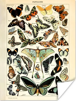 Produktbild von MuchoWow® Poster Adolphe Millot - Schmetterling - Tiere - Insekten - Vintage 60x80 cm - Schlafzimmer Dekoration