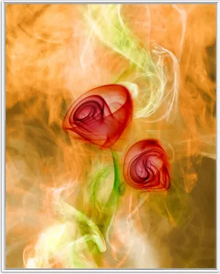 Produktbild von Wallario Wandbild Abstrakte Rosen, Größe: 40,30 x 50,30 cm, Poster mit weißem Aluminiumrahmen