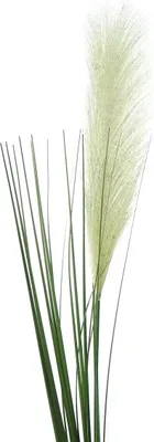 Produktbild von GASPER Pampasgras Blütenähre Creme 106 cm - Kunstblumen