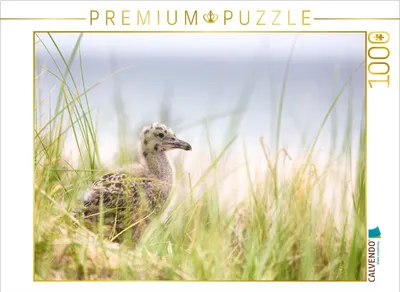 Produktbild von CALVENDO Puzzle Möwenbaby | 1000 Teile Lege-Größe 64x48cm Foto-Puzzle für glückliche Stunden