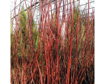 Obrázek produktu pro Svída bílá FloraSelf Cornus alba 'Sibirica' výška 80-100 cm květináč 10 l
