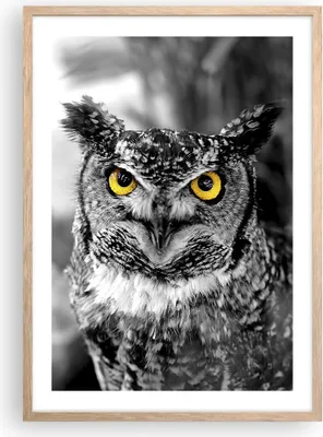 Produktbild von Gerahmtes Poster - Rahmen in heller Eiche - Eule Vogel Natur - 50x70 cm - Wand Bild - Wanddeko - Wandbilder - Kunstposter - Wandposter - Bilderrahmen - Bilder - Kunstdruck - Wandbild - P2NPA50x70-1318