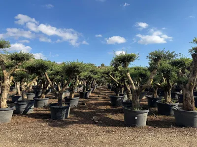 Produktbild von Sunny Tree - Olivenbaum Pompon – 50 Jahre alt, 230 cm hoch, Stammumfang 50 cm, 170L, , winterhart“