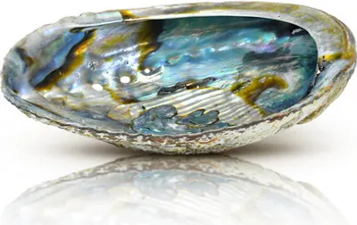 Immagine prodotto di Aromantra - Conchiglia di abalone come bruciatore di incenso - 13-18 cm - Prodotto naturale con riflessi madreperlati - Perfetta per bruciare salvia bianca e palo santo