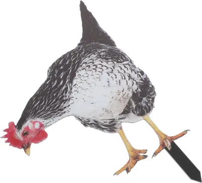Image de Décoration de jardin réaliste en forme de poulet, résistante aux intempéries et réutilisable, idéale pour la décoration extérieure