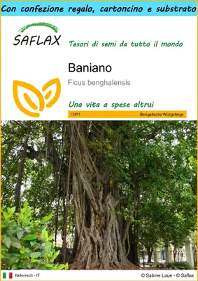 Immagine prodotto di SAFLAX Set regalo - Baniano - 20 semi - Ficus