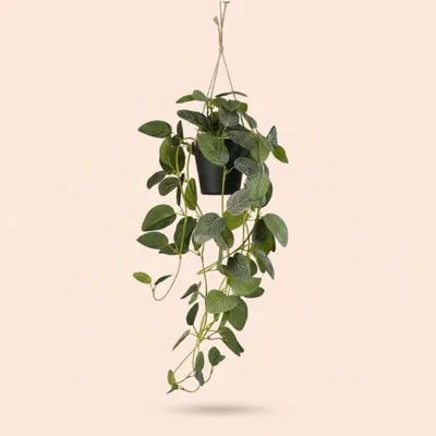 Produktbild von Künstliche Fittonie Hängepflanze 70cm im schwarzen Topf - Kunstpflanze mit