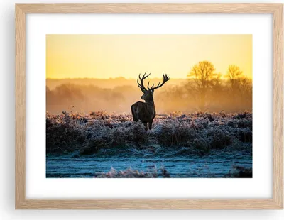 Produktbild von Gerahmtes Poster - Rahmen in heller Eiche - Feld Nebel Natur Baum - 40x30 cm - Wand Bild - Wanddeko - Wandbilder - Wandposter - Bilderrahmen - Bilder - Kunstdruck - Wandbild - P2NAA40x30-2428