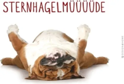 Produktbild von Frühstücksbrettchen Hund Sternhagelmüde, Tiere Frühstücksbrett Schneidebrettchen Bretter Hunde