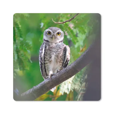 Produktbild von MuchoWow® Mauspad Mousepad Eule auf Ast sitzend 30x30 cm - Mousepads - Maus Mat - Pad - Mausunterlage - Gaming