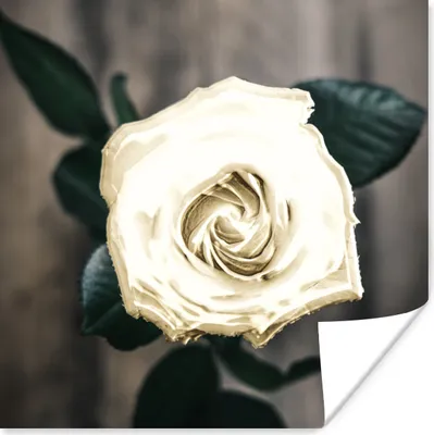 Produktbild von MuchoWow® Poster Rose - Blumen - Blätter 75x75 cm - Wand Dekoration