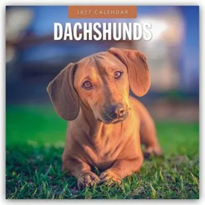Produktbild von Dachshunds - Dackel - Dachshunde 2027 - 16-Monatskalender
