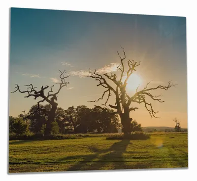 Produktbild von Wallario Herdabdeckplatte aus Glas, Größe 60 x 52 cm 1-teilig, Motiv Alte knochige Bäume bei Sonnenuntergang