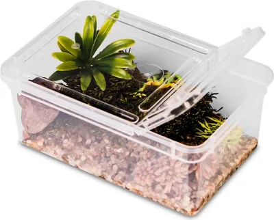Obrázek produktu pro Terrario Reptiland 19x12x7,5cm - průhledné terárium faunarium Terrario