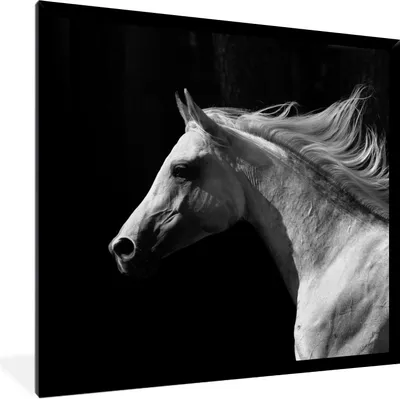 Produktbild von MuchoWow® Gerahmtes Poster Pferde - Nutztiere - Mähnen 40x40 cm - Poster mit Schwarzem Bilderrahmen Wandposter Rahmen Foto Bilder - Mit Rahmen - Wanddekoration Schlafzimmer