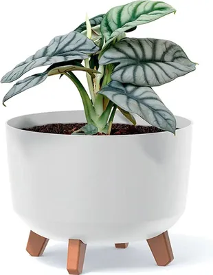 A potted plant with silver-green leaves in a white planter with wooden legs.