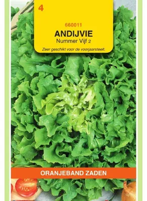 Zdjęcie produktu dla Oranjeband Sommerendivien Bubikopf - 1 opakowanie nasion