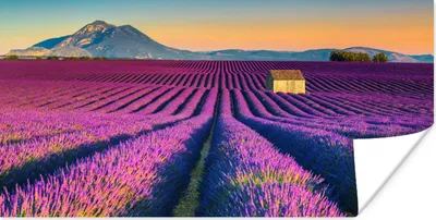 Produktbild von MuchoWow® Poster Lavendel - Berg - Blumen 40x20 cm - Poster für die Wand - Poster Schlafzimmer
