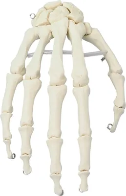 Immagine prodotto di Modello di scheletro della mano Erler