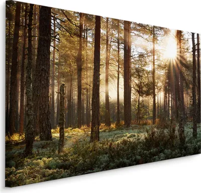 Produktbild von Fabelhafte Canvas LEINWAND BILDER 100x70 cm XXL Kunstdruck Natur Wald Bäume Sonne Gras