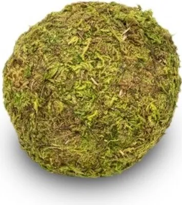 Produktbild von Moos-Ball mit Durchmessern von 8, 10, 15, und 20cm zur Auswahl | Moos-Kugel, Größe:Ø 8 cm