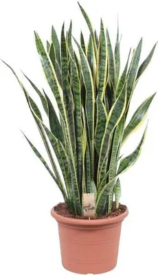 Obrázok produktu pre Sansevieria Laurentii Ø35 cm ↕100 cm – izbová rastlina čistiaca vzduch