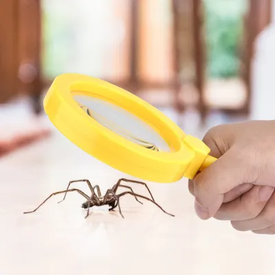 Image de Loupe, Loupe pour enfants, Jouet loupe, Loupe à main, Jouet loupe éducatif pour enfants