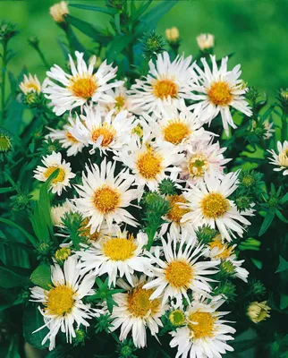 Produktbild von Aster ericoides 'Schneetanne', Heideaster, weiß, ca. 11x11 cm Topf