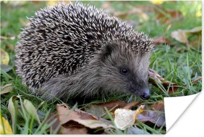Produktbild von MuchoWow® Poster Igel im Gras 120x80 cm - Bilder
