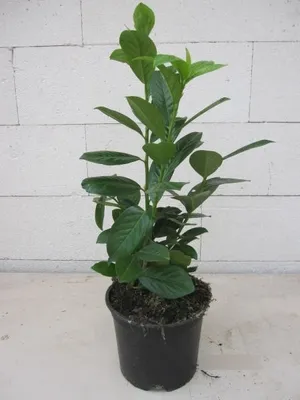 Produktbild von Prunus laurocerasus Novita - Kirschlorbeer Novita 40-60cm