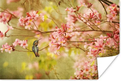 Produktbild von MuchoWow® Poster Vogel - Kolibri - Blüte - Rosa 120x80 cm - Bilder