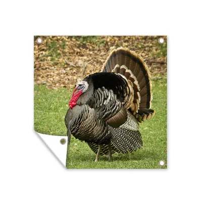 Obrázek produktu pro MuchoWow® Zahradní plakáty - Samec divokého krocana - 200x200 cm - Zahradní dekorace