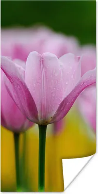 Produktbild von MuchoWow® Poster Blumen - Tulpen - Rosa 60x120 cm - Wandschmuck