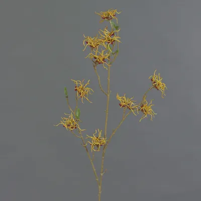 Produktbild von artplants.de Zaubernuss Kunstzweig Xyla, Blüten, orange-gelb, 70cm, Ø5cm - Astdeko