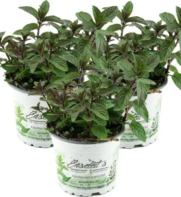 Produktbild von Enseleits 3er Set Schokoladen-Minze Pflanze, Schoko-Minze, Winterhart (Mentha piperita)