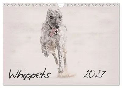 Produktbild von Whippets 2027 (Wandkalender 2027, DIN A4, Querformat), CALVENDO 12-monatiger Wandkalender