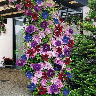 Produktbild von 3 x Clematis Kletterplanzen Mix (3 Pflanzen): 3 kaufen/2 bezahlen - Blau (The President), Weiβ (Bateman) & Rot (Rouge Cardinal) | Winterhart